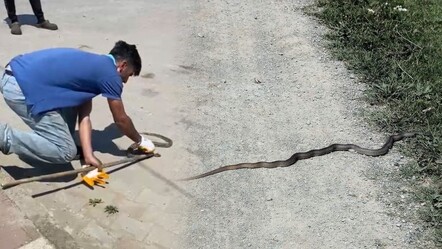 Kentler diken üstünde! Metrelerce uzunlukta yılanlar panik yaşattı - yasam