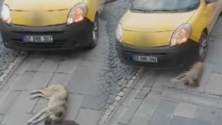 Mardin'de vahşet kameralarda! Kaldırımda yatan köpeği ezdi - gundem