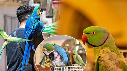 Papağanlar turistlerin gözdesi oldu: Ayrılmaz ikili Simbat ve Cabbar - yasam