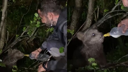 Rize'de yayladan dönen kişi ayı yavrusuna süt verdi! - teknoloji