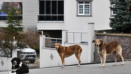 Sokak köpekleri için kanun teklifi! Öncelik hayvanların sahiplendirilmesi - guncel