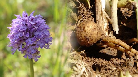 Topraktaki altın, fındığa ve çaya rakip! Kilosu 1.500 TL'den satılıyor - ekonomi