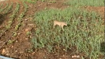 Türkiye'de nadir görülüyor, nesli tükenme tehlikesi var... Yaban kedisi cep telefonu ile görüntülendi - yasam