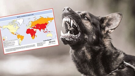 Başıboş köpek sorunu Batı’nın diline dolandı! 'Kuduz' uyarısı imajı zedeledi - gundem