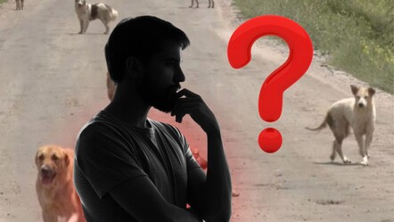 Başıboş sokak köpekleri araştırıldı! Türk halkı sokak hayvanları hakkında ne düşünüyor? - teknoloji