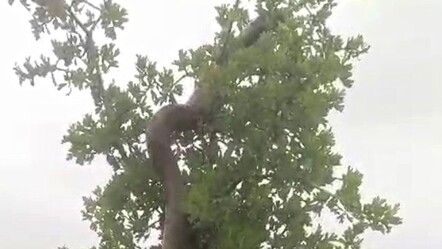 Görür görmez telefona sarıldı! Ağacın üzerinde ilerledi, tam 2,5 metre - yasam