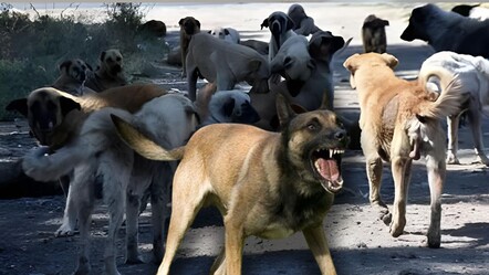 Köpekler için 4 aşamalı plan! Saldırgan olanlar uyutulacak - gundem