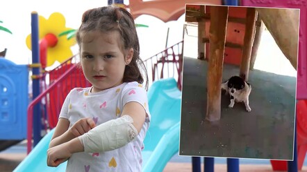 Parkta başıboş köpek dehşeti! Kaydırağın altından bir anda çıktı, minik kız kaçamadı - dunya