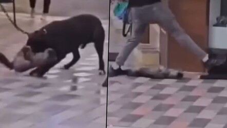 Köpeği kediyi nefessiz bıraktı sahibi izledi! - gundem