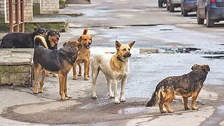 Tarım Bakanı ürkütücü verileri açıkladı, 4 milyon köpek var kısırlaştırma yetersiz - gundem