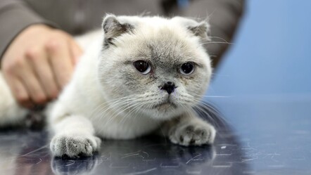 Kedi Yulaf'a burun estetiği! Artık daha rahat nefes alıyor - yasam