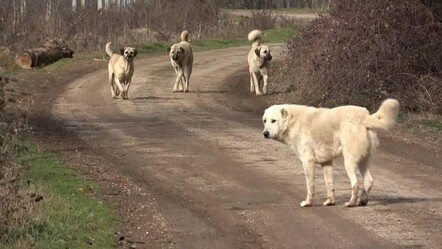 Sokak köpekleri düzenlemesi Erdoğan'a sunuldu:  İşte Türkiye'nin beklediği rapor! - gundem