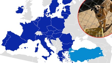 Türkiye'deki sahipsiz hayvan tartışması ve kuduz vakaları Avrupa'nın radarında - gundem