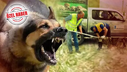 AK Parti kararlı: Sahiplenilmeyen köpeklere ötanazi - gundem