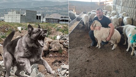 Başıboş köpek dehşeti! Onlarca hayvanı parçaladılar - gundem