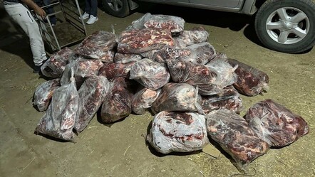 Aydın'da 1 ton domuz eti ele geçirildi - gundem