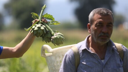 İklim krizi enginarı da vurdu: Rekoltesi düştü, fiyatı iki kat arttı - yasam