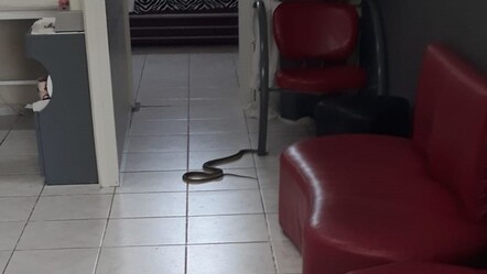 Öyle bir yerden çıktı ki! Kuaförde yılan paniği - gundem