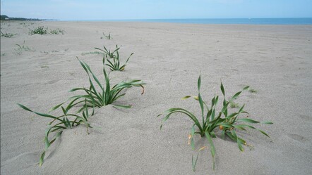 Samsun'daki kum zambaklarını koparmanın cezası bir servet! - gundem