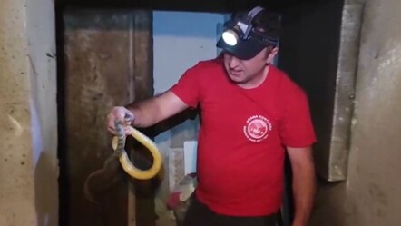 İstanbul'da yılan paniği! Vatandaşlar yardım istedi, aniden saldırıya geçti - gundem