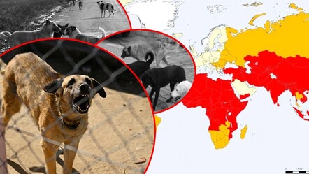 Türkiye, Avrupa'da yüksek 'kuduz' şüphesi olan tek ülke! - saglik