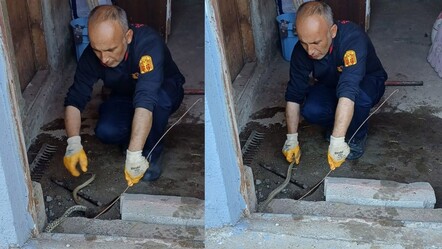 Yılan öyle bir yerden çıktı ki evde kaçacak delik aradılar - gundem