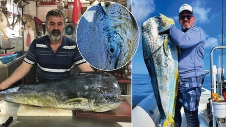 Adanalı balıkçıların 'lambuka' keyfi! Dev balığın kilosu şaşkına çevirdi - gundem