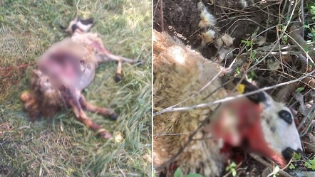 Başıboş köpekler, kurbanlık koyunları telef etti - gundem