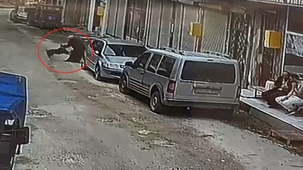 Ordu'da başıboş sokak köpeği, ekmek almaya giden kadına saldırdı - gundem