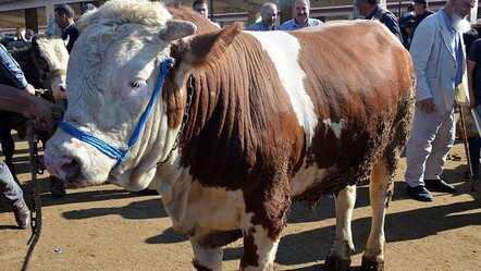 1 ton 300 kilogram ağırlığındaki kurbanlık Fıstık için istenen fiyat belli oldu - gundem