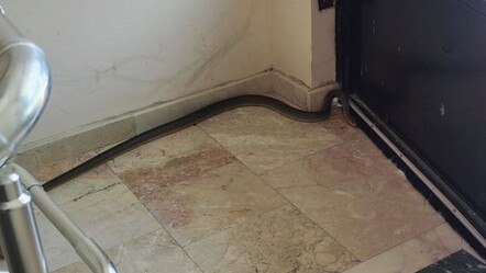 Afyonkarahisar'da apartmana giren yılan görenlere korku dolu anlar yaşattı - gundem