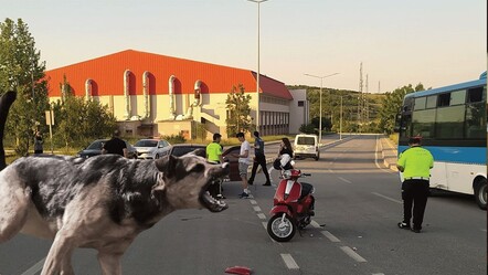 Başıboş köpeklerden kaçarken araba çarptı - gundem