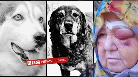 BBC, başıboş köpekler üzerinden Türkiye’yi hedef aldı! - gundem