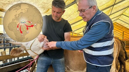 İhlâs Vakfı Asya ve Afrika’da 5 ülkede kurban kesimi yapıyor - gundem