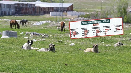 Türkiye'nin başıboş köpeklere karşı tavrı 2 yılda değişti! Uyutulsun diyenlerin oranı arttı - gundem