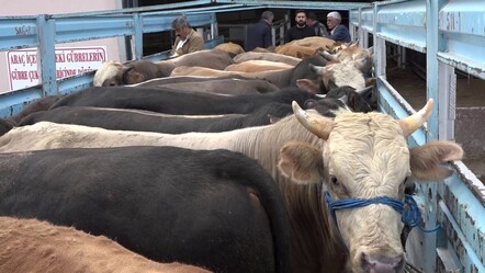 Kurbanlıklar da vizeye takıldı! Doğudan batıya gidecekler önce 'gümrük kapısı'nı atlatmalı - gundem