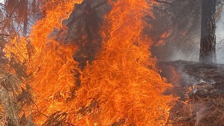 Denizli'de orman yangını! Alevler yerleşim yerlerine kadar ilerledi - dunya