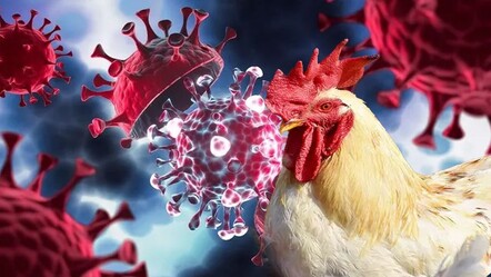 DSÖ’den korkutan haber: Kuş gribinden ilk insan ölümü gerçekleşti - saglik