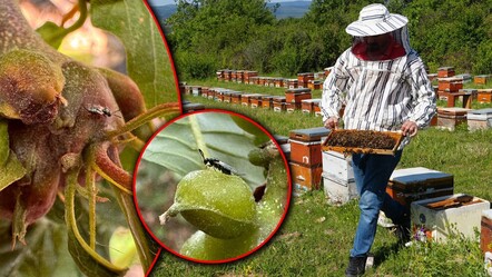 İsmini daha önce hiç duymadınız! Arıcıların korkulu rüyası, bal üretimine neşter vuran tehlike... Pik yapmış durumda - gundem