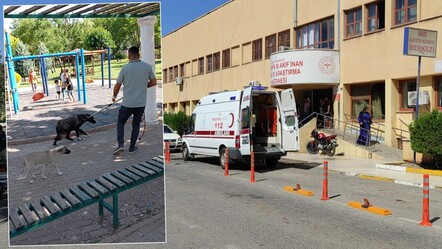 Şanlıurfa'da büyük panik! Vatandaşı ısıran köpek kuduz çıktı - egitim