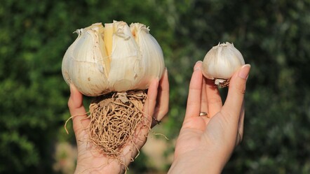 Sarımsak deyip geçmeyin! Gören bir daha bakıyor, adını duyan şaşırıyor: İşte diğer türlerden farkı... - ekonomi