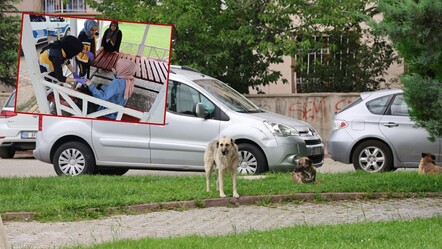 Başıboş köpekler saldırdı, hastanelik oldu! Bölgede arbede yaşandı - gundem