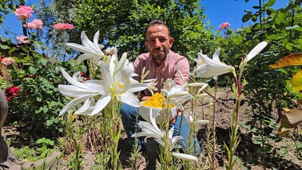 Kilosu 175 bin TL’den satılıyor! Karaciğeri yeniliyor, yaprakları doğal antibiyotik - saglik