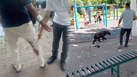 Şanlıurfa'da 1 mahalle kuduz nedeniyle karantinaya alındı - gundem