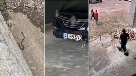 Her yerden çıkıyor, vatandaşa korku salıyorlar! Uzman isimden dikkat çeken yılan uyarısı - yasam
