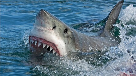 Plajda köpek balıklarına yem oluyorlardı! Kolunun bir kısmını kaptırdı - gundem