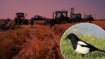 Saksağan yangın çıkardı! Köylüler seferber oldu - gundem