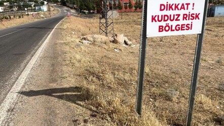 Şanlıurfa'da kuduz köpek saldırıları hayatları riske atıyor - gundem
