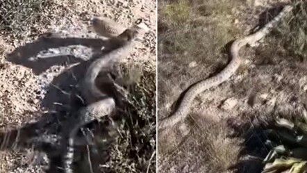 Tek ısırığı ile öldürüyor! Zehirli yılan bir anda çobana saldırdı - yasam