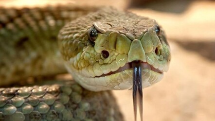 Yılanlar köyden şehre indi! Dört bir yanda kol geziyorlar - yasam